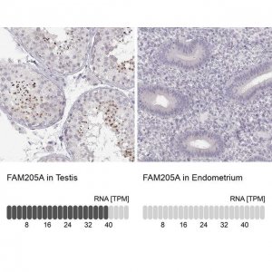 Anti-FAM205A antibody produced in rabbit 