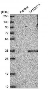 Anti-FAM207A antibody produced in rabbit 