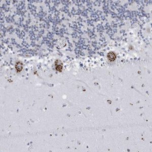 Anti-FAM207A antibody produced in rabbit 