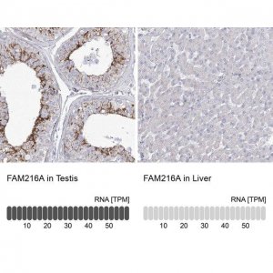 Anti-FAM216A antibody produced in rabbit 