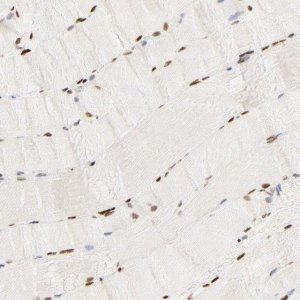 Anti-FAM50A antibody produced in rabbit 