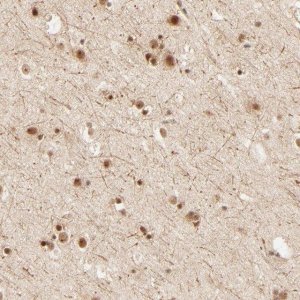 Anti-FAM50A antibody produced in rabbit 