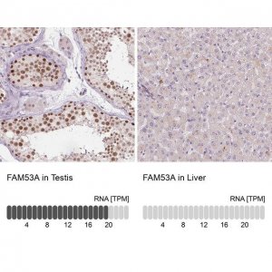 Anti-FAM53A antibody produced in rabbit 