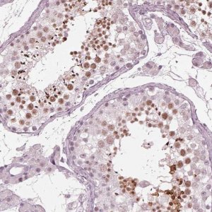 Anti-FAM71A antibody produced in rabbit 