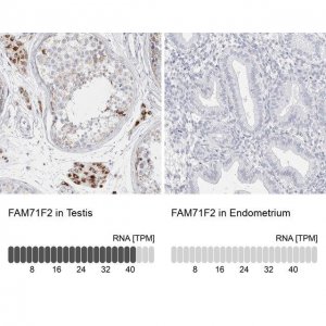 Anti-FAM71F2 antibody produced in rabbit 