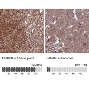 Anti-FAM96B antibody produced in rabbit 