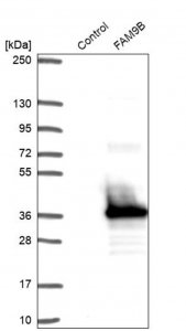 Anti-FAM9B antibody produced in rabbit 