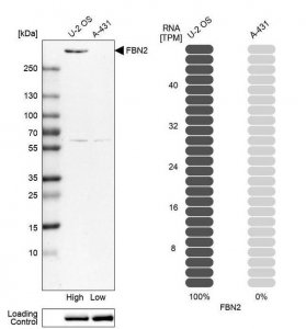 Anti-FBN2 antibody produced in rabbit 