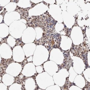 Anti-FBXO5 antibody produced in rabbit 