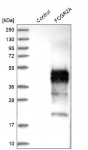 Anti-FCGR2A antibody produced in rabbit 