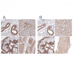 Anti-FCHO2 antibody produced in rabbit 