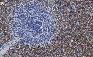 Anti-FcRI -subunit Antibody, clone 1B6 ZooMAb� Rabbit Monoclonal 