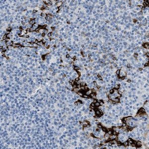 Anti-FDCSP antibody produced in rabbit 