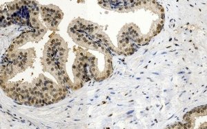 Anti-FGF-2/basic FGF Antibody, clone 1K19 ZooMAb� Rabbit Monoclonal 