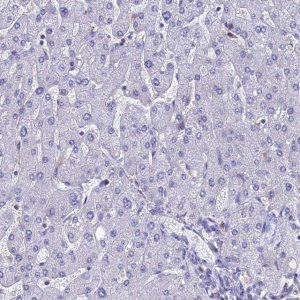 Anti-FGF7 antibody produced in rabbit 