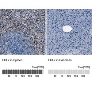 Anti-FGL2 antibody produced in rabbit HPA021011-100UL