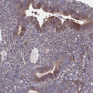 Anti-FJX1 antibody produced in rabbit 