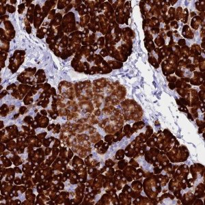 Anti-FKBP11 antibody produced in rabbit 