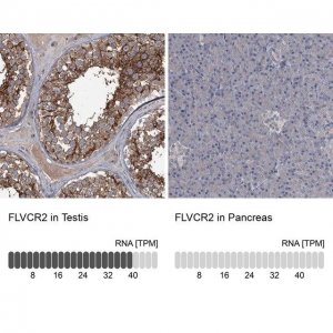 Anti-FLVCR2 antibody produced in rabbit 