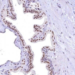 Anti-FLYWCH2 antibody produced in rabbit 