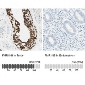 Anti-FMR1NB antibody produced in rabbit 