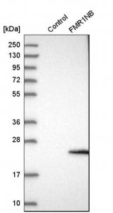 Anti-FMR1NB antibody produced in rabbit 