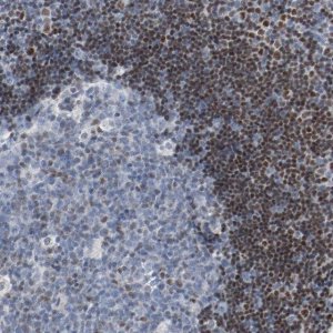 Anti-FOXP1 antibody produced in rabbit 