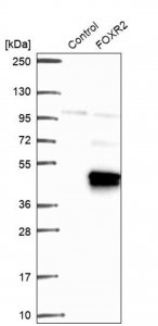 Anti-FOXR2 antibody produced in rabbit 