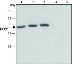 Anti-FRAT1 antibody produced in rabbit 