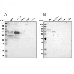 Anti-FRMD5 antibody produced in rabbit 