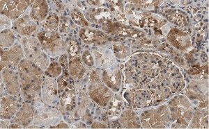 Anti-FTO Antibody, clone 4B21 ZooMAb� Rabbit Monoclonal 