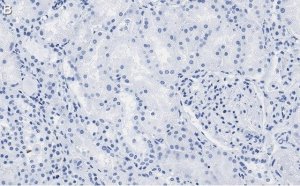 Anti-FTO Antibody, clone 4B21 ZooMAb� Rabbit Monoclonal 