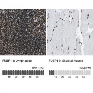Anti-FUBP1 antibody produced in rabbit 