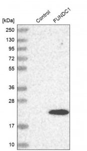 Anti-FUNDC1 antibody produced in rabbit 