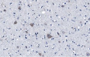 Anti-FUNDC1 Antibody, clone 1K16 ZooMAb� Rabbit Monoclonal 