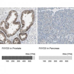 Anti-FXYD3 antibody produced in rabbit 