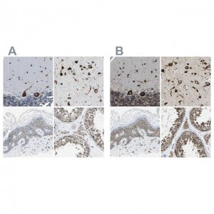 Anti-G3BP2 antibody produced in rabbit 