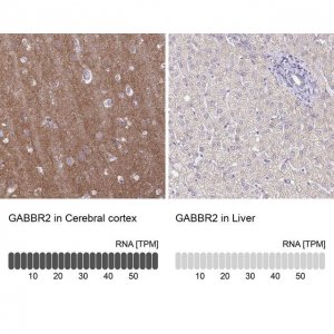 Anti-GABBR2 antibody produced in rabbit 
