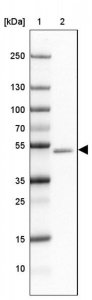 Anti-GABRA1 antibody produced in rabbit HPA055746-100UL