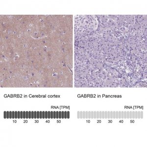 Anti-GABRB2 antibody produced in rabbit 