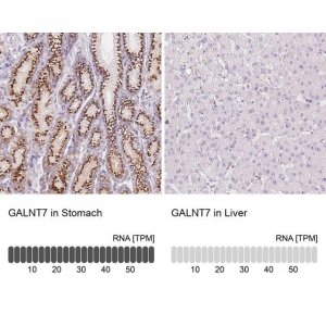Anti-GALNT7 antibody produced in rabbit 
