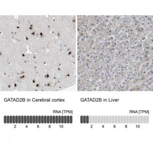Anti-GATAD2B antibody produced in rabbit 