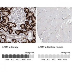 Anti-GATM antibody produced in rabbit 
