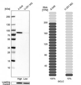 Anti-GCLC antibody produced in rabbit 