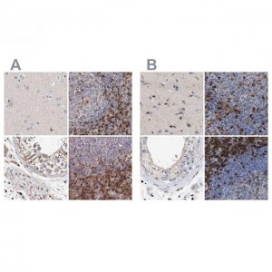Anti-GIMAP4 antibody produced in rabbit 