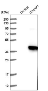Anti-GIMAP7 antibody produced in rabbit 