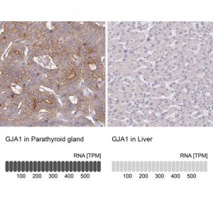 Anti-GJA1 antibody produced in rabbit 