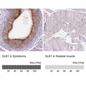 Anti-GLB1 antibody produced in rabbit 