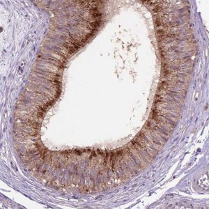 Anti-GLB1 antibody produced in rabbit 