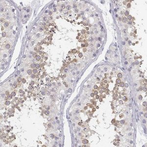 Anti-GLIPR1L2 antibody produced in rabbit 